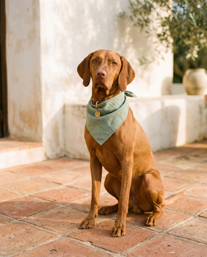 dog wearing cooling bandana - lifestyle